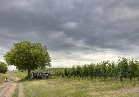 grillades aux sarments de vigne 2